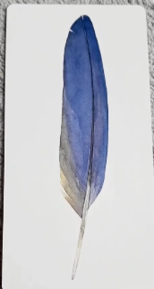 Divine Feather Messenger